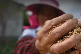 种粮补贴谁能领？农业农村部回应了图片