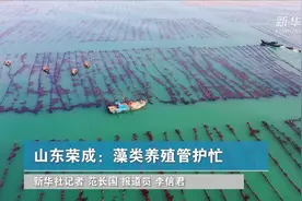 山东荣成：藻类养殖管护忙视频封面