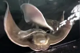 两年没有与雄性接触 新西兰水族馆内两只雌鳐鱼竟生出宝宝图片