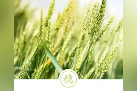 聆听汉字之美：《花草字传》，了解“穗”图片