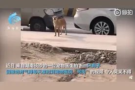 狗子绝育后连续3个月到宠物医院“骂街”，网友提出另一灵魂问题图片