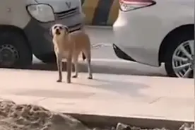 狗子绝育后连续3个月到宠物医院“骂街 ”，网友注意到另一件事图片