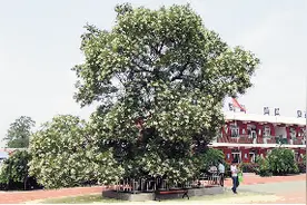 千年老槐树 时变见证者图片