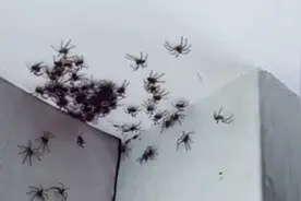 澳大利亚妈妈在女儿卧室天花板发现几十只蜘蛛图片