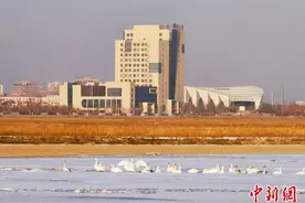 新疆塔里木河流域湿地成越冬鸟类栖息天堂图片