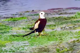 实拍鸟儿下蛋全过程图片