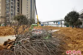 郑州中原区新增一街头游园 春节前建成图片