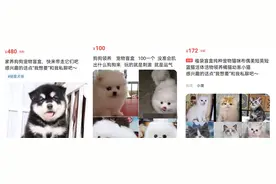 “一旦售出，不退不换”？网购平台出现活体动物盲盒，有卖家表示无法提供健康证明图片