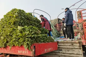 新春走基层｜探访西南最大农产品批发市场：牛气“葱”天，节前如何稳住“菜篮子”？图片