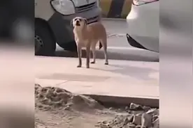 狗子绝育后连续三个月到宠物医院“骂街”视频封面