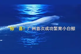 “鲸”喜！广州首次成功繁育小白鲸图片