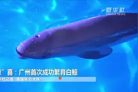 “鲸”喜：广州首次成功繁育白鲸视频封面