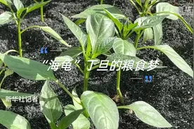 90后“海归”返乡种粮成“富”翁图片