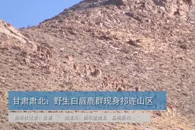 甘肃肃北：野生白唇鹿群现身祁连山区视频封面