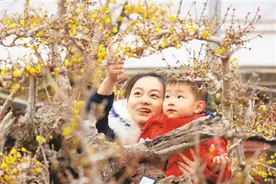 河南省鄢陵县：中国蜡梅文化之乡图片