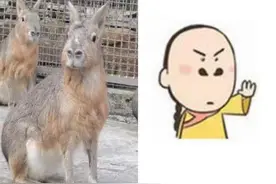 杭州动物园里来“新居民”了！像兔又像鹿，呆萌的样子有点像表情包图片