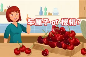 车厘子樱桃傻傻分不清，如何选购你知道吗？视频封面