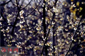 腊梅和梅花你能分清楚吗？请收好这份赏花宝典图片