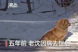 辽宁版忠犬八公！狗狗为去世主人原地等待5年，网友：我怎么哭了……图片