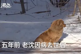辽宁版忠犬八公！狗狗为去世主人原地等待5年，网友：我怎么哭了……图片