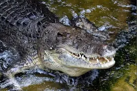 澳洲猛男游泳遭鳄鱼咬住头部不放，徒手撑开其下巴逃脱图片