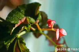 看看俺家的竹节海棠漂亮吧，忍不住多拍几张图片