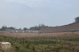 存栏量达正常年份的88.5% 四川生猪生产稳步恢复图片