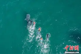 与鲨鱼“同舞”墨西哥游客在鲸鲨旁游泳图片