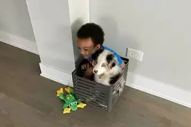 人类幼崽和小狗凑在一起，简直是世界上最可爱的画面了图片