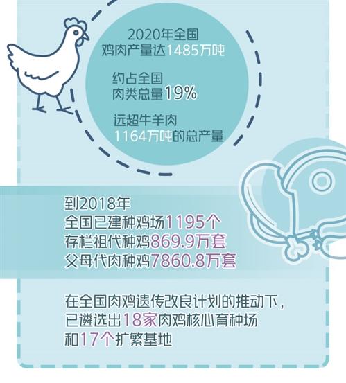 洛克王国茵公主实战（如何破解肉鸡产业种源难题）
