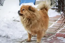 “忠犬八公”真实上演！狗狗的举动太好哭了图片
