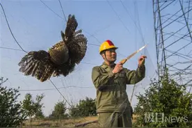 “鸟爸”和他救下的东方白鹳图片
