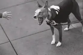 狗狗尖叫几声，吓得7旬老太摔成九级伤残，养狗业主判赔8万，物业也要赔1.7万图片