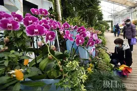 上百种热带兰怒放迎新年！武汉植物园兰花展2月5日启幕图片