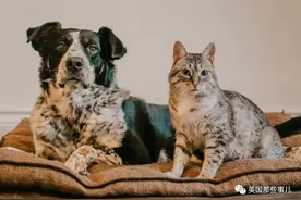 人没疯猫疯了。自从封锁后，很多铲屎官每天在家都被猫揍...图片