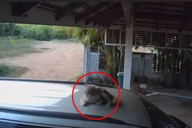 粗心！泰国一主人没看到猫咪在车顶睡觉 径直开走去上班图片