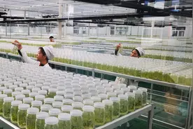 二十年接力培育一粒种子——山东“马铃薯小镇”崛起的密码图片