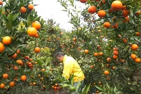 研究生毕业回乡种酵素柑橘遭村民嘲笑：就这能挣钱？视频封面