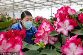 贵州百里杜鹃：杜鹃花成年宵花“新贵”图片