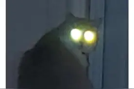 今天，推特热搜第一：拜登撒谎！但点进去都是猫猫狗狗图片