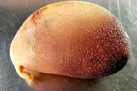 见过鸡宝吗？商丘一村民杀鸡时取出“鸡宝”形似芒果重达210克图片