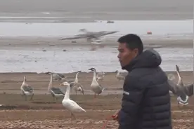 新春走基层｜从渔民到巡护员 全面禁捕下的鄱湖生态之变视频封面
