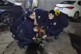 闹市街头 民警秒变“斗牛士”图片
