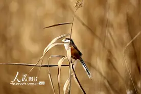 江苏连云港：“鸟中大熊猫”震旦鸦雀湿地安家图片