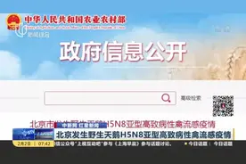 北京发生野生天鹅H5N8亚型高致病性禽流感疫情视频封面