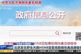 北京发生野生天鹅H5N8亚型高致病性禽流感疫情视频封面