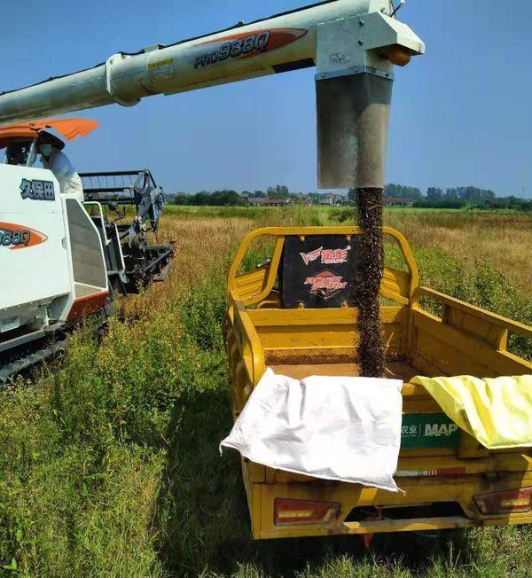 联合体怎么“联”？“肥东模式”助力乡村振兴