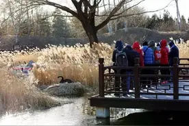圆明园管理处回应黑天鹅感染禽流感：现场已消杀 游客勿前往图片