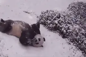 萌化了！大熊猫雪地打滚走红“出圈”，治愈无数外国网友图片