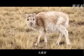 “我”在可可西里成长视频封面